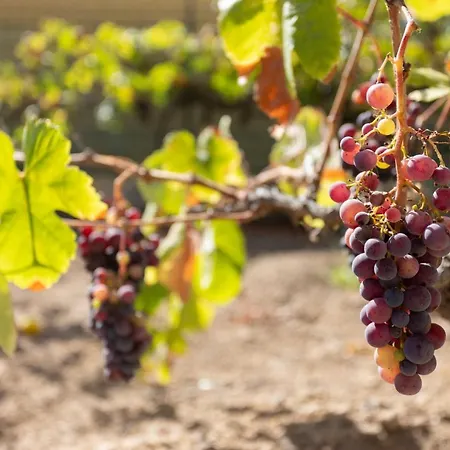 La Zarza Rural Experience By Sunkeyrents Santa Cruz de Tenerife