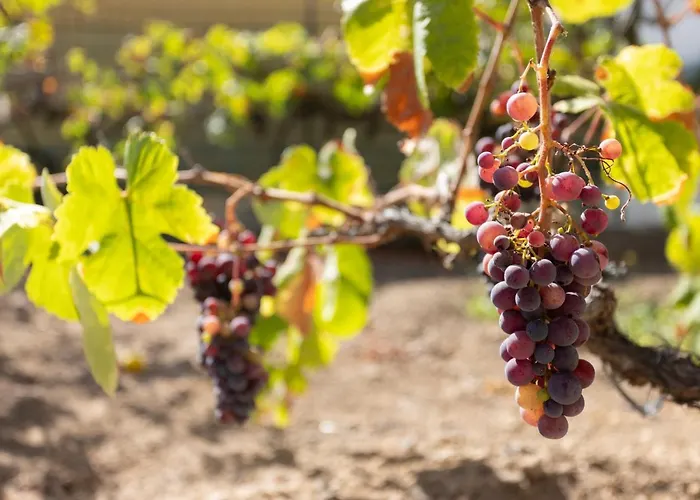 La Zarza Rural Experience By Sunkeyrents סנטה קרוז דה טנריף